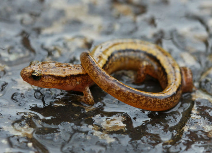 Two-lined Salamander